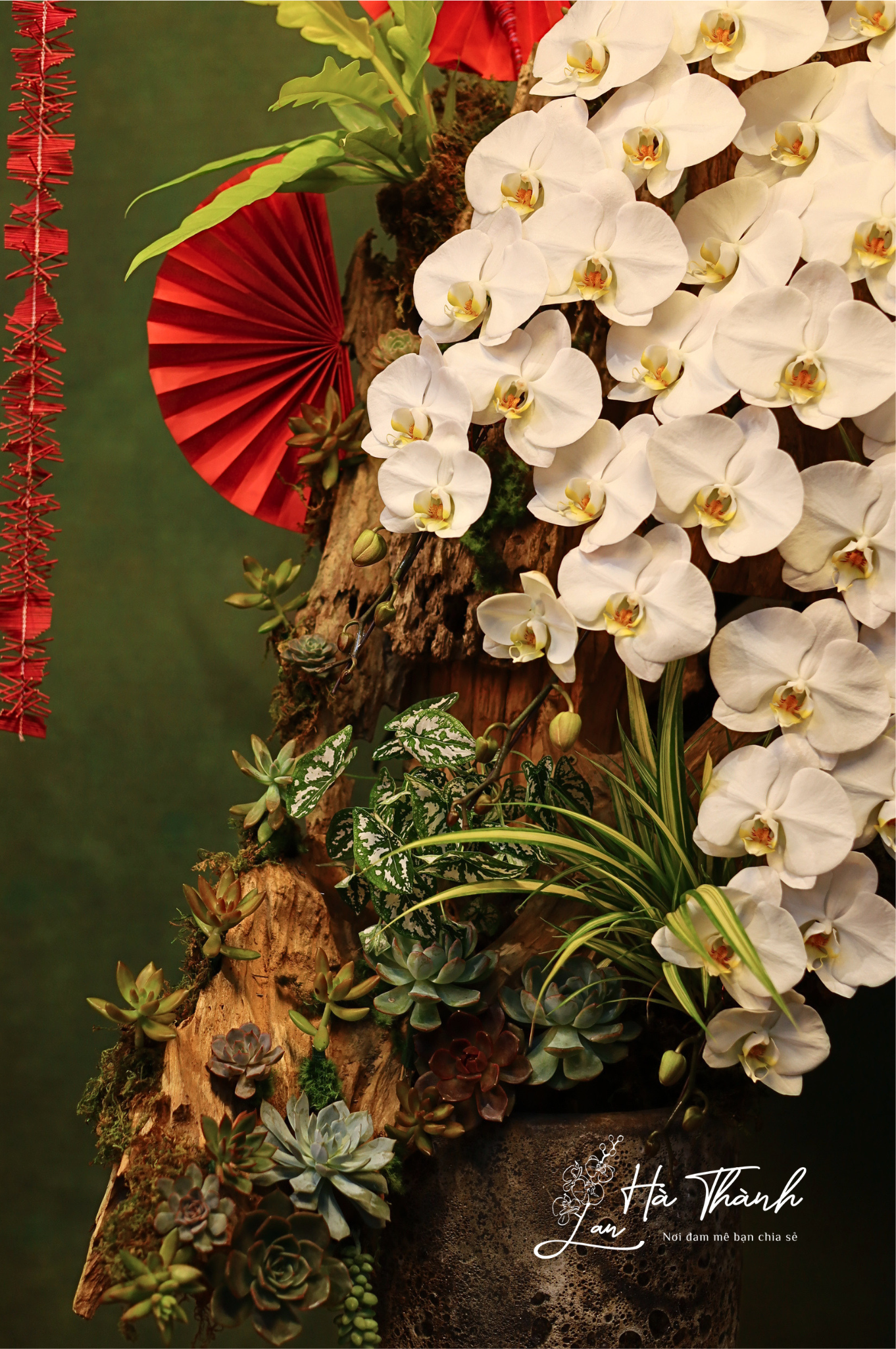 Chậu Lan Hồ Điệp trắng tiểu cảnh – Vẻ đẹp nghệ thuật độc bản từ Lan Hà Thành